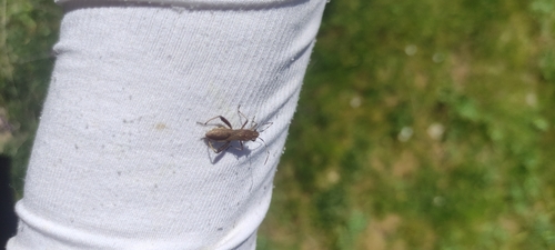 Camptopus lateralis