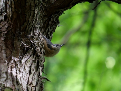 Eurasian Nuthatch