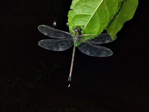 Dingy Duskhawker