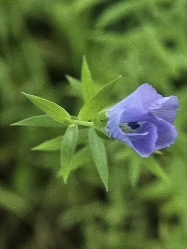 common flax
