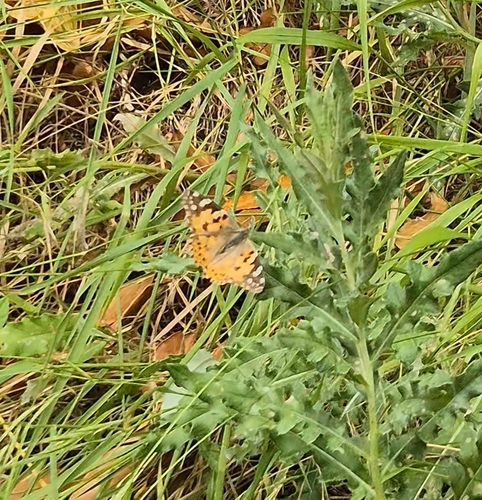 Painted Lady