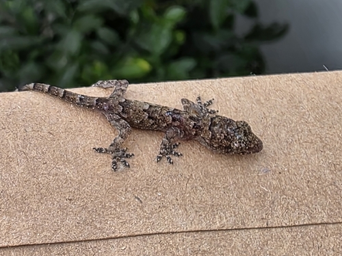Tropical House Gecko