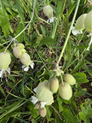bladder campion