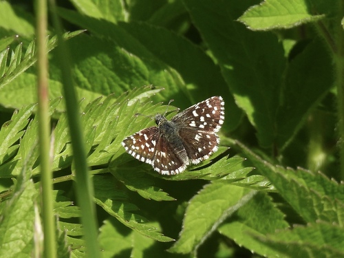 Grizzled Skipper
