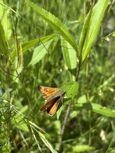Large Skipper