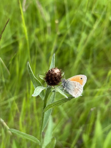 Small Heath