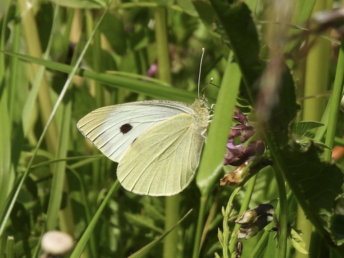 Large White