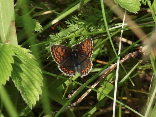 Sooty Copper