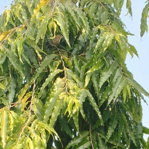 Common Babbler