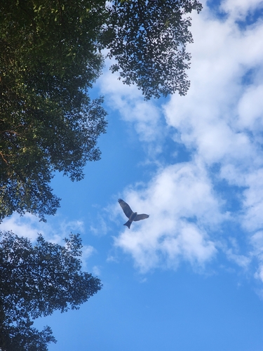 Black Kite