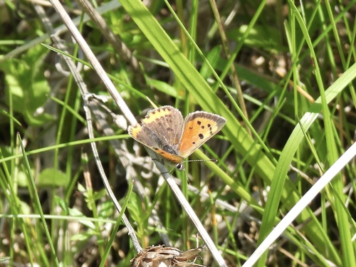 Small Copper