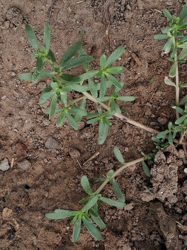 Portulaca linearifolia