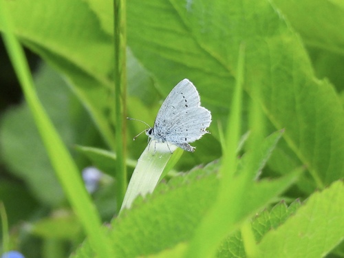Short-tailed Blue