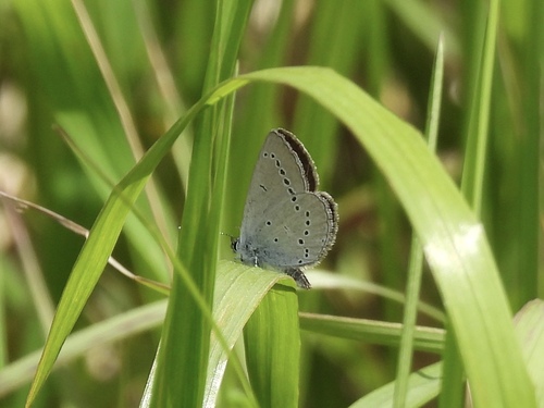 Small Blue
