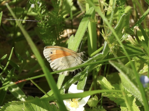 Small Heath