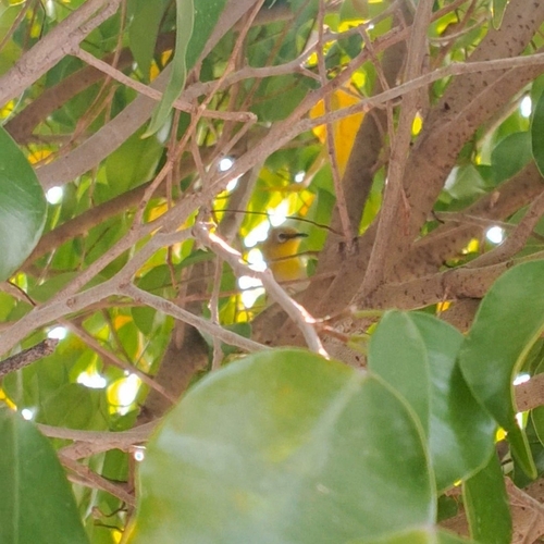 Indian White-eye