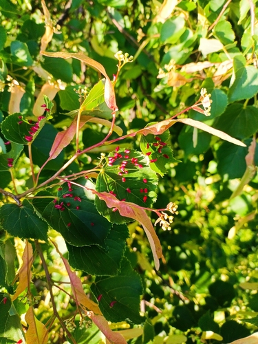 Red Nail Gall Mite