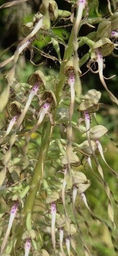 Lizard Orchid
