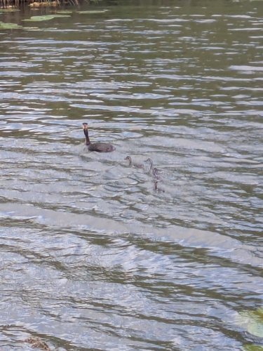 Great Crested Grebe