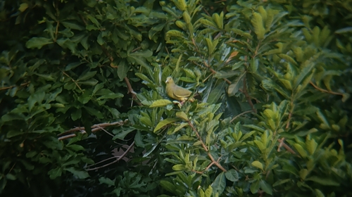 Pink-necked Green-Pigeon