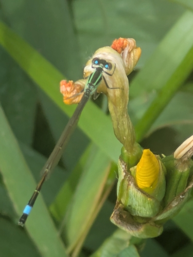 Blue-tailed Damselfly