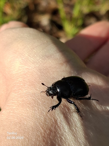 Woodland Dor Beetle