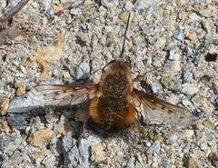 Dotted Bee Fly
