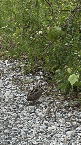 American Woodcock observed by olivia211