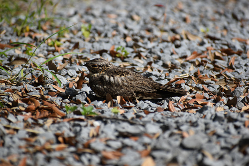 Lesser Nighthawk observed by rojas_angela