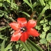 Tulipa linifolia - Photo (c) Danielle Bradford Howe, todos los derechos reservados, subido por Danielle Bradford Howe