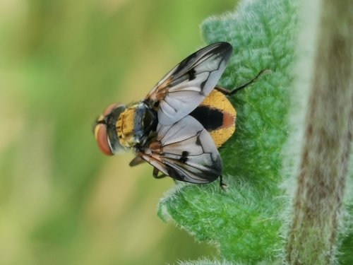 Ectophasia crassipennis
