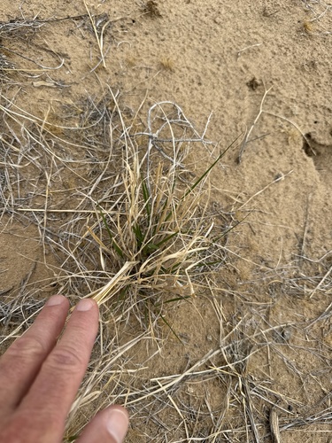 mesa dropseed