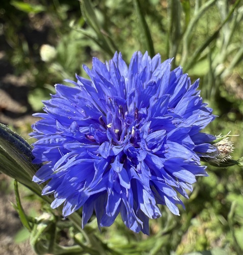Cornflower