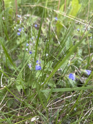 Germander Speedwell