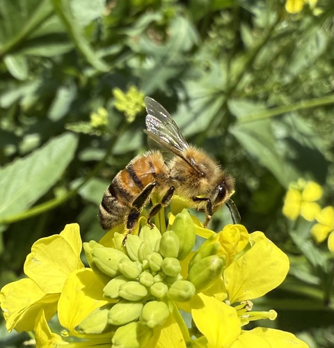 Western Honey Bee