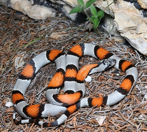 Gray-banded Kingsnake