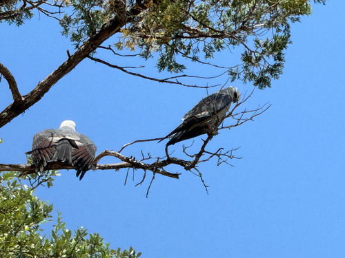 Mississippi Kite observed by nickcowell