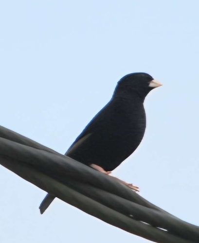 Wilson's Indigobird