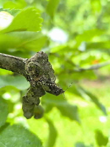 Mottled Stink Bug