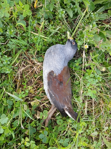 Spot-flanked Gallinule