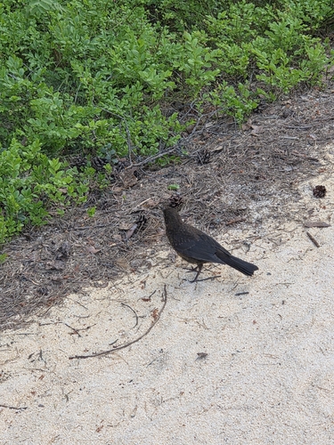 Eurasian Blackbird