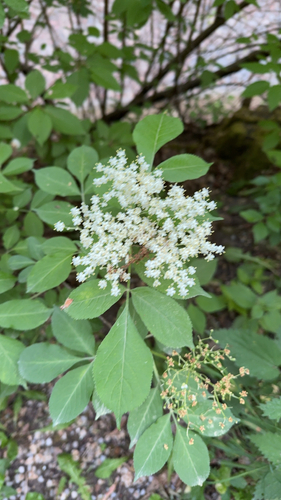 European black elderberry