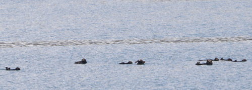 Northern Sea Otter observed by paulknoepfler