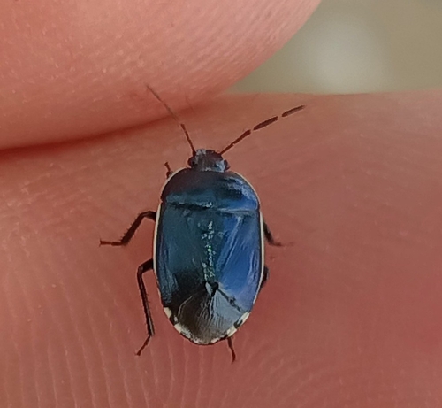 Canthophorus melanopterus