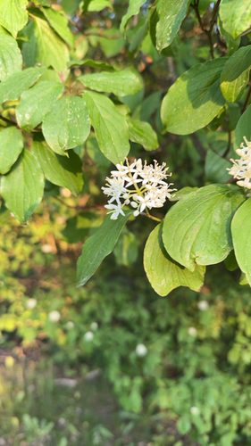 common dogwood