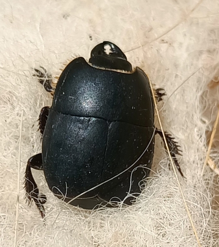 Pactolinus major