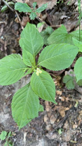 small balsam