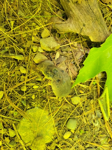 Northern Short-tailed Shrew observed by rhacodactylusdaly
