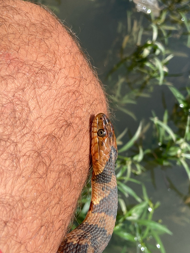Broad-banded Watersnake observed by kevinbabbitt