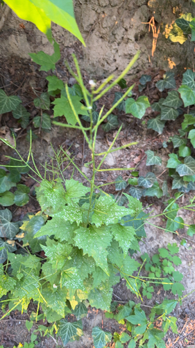 garlic mustard